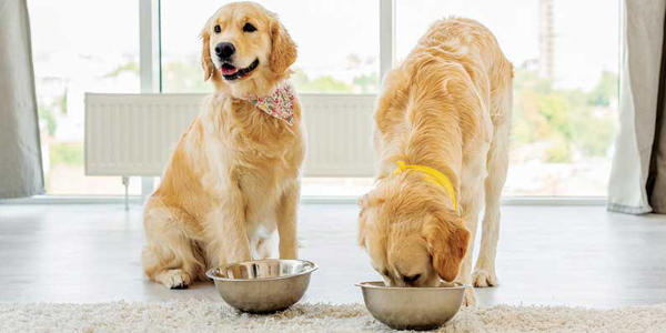 Revisiting the world of canine raw diets