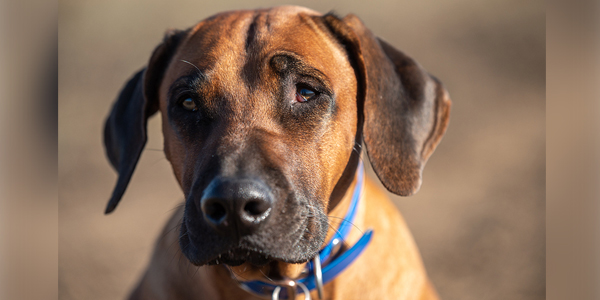 Recessive gene linked to breed-specific hearing loss identified