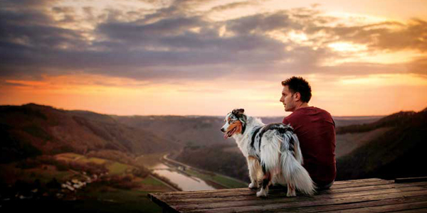 The team’s role in the human-animal bond