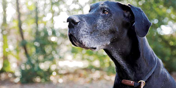 The future of canine cancer treatment