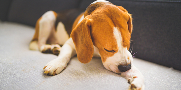Dermatitis, gastropathy among top pet insurance claims