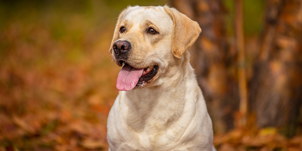 ‘Top dogs’ ranked by AKC