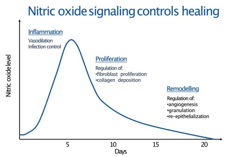 How nitric oxide helps regulate biological function