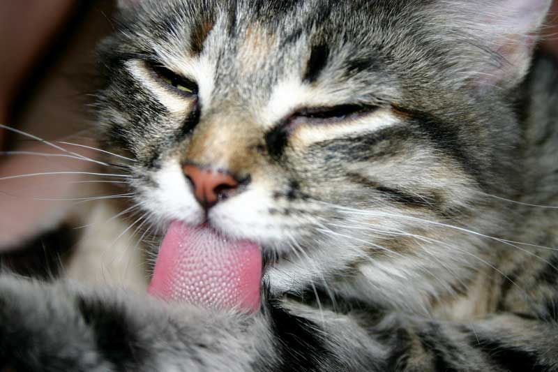 Change in hygiene and grooming habits can be a sign of arthritic pain in cats.