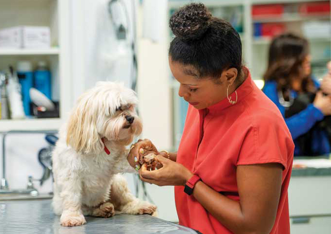 Dr. Griffin examines her allergic Lhasa Apso, Guri’s, paws. The dog that first got her into dermatology was her family Lhasa Apso, Gizmo.Photos courtesy Nat Geo Wild