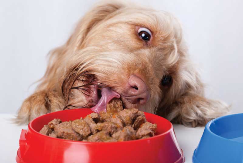 While human convenience foods are deliberately designed to be appealing and not nutritious, pet foods, by comparison, are formulated with much more emphasis on nutritional value. Photo ID 41139991 © Katarzyna Bialasiewicz | Dreamstime.com