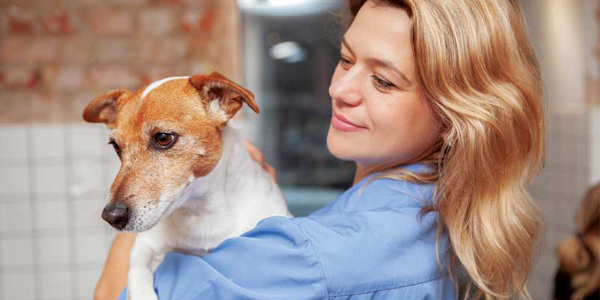 Canine heartworm and <i>Dirofilaria</i> dollar discourse
