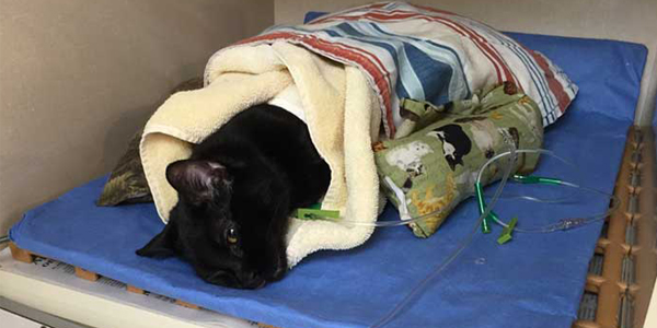 Eleven ways to combat feline hypothermia