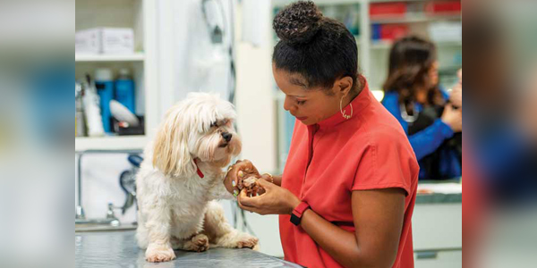 5 Questions With… Joya Griffin, DVM, DACVD, star of <i>Pop Goes the Vet with Dr. Joya</i>