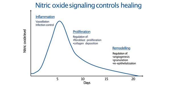 How nitric oxide helps regulate biological function