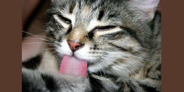 Why diagnosing OA pain in cats is not easy