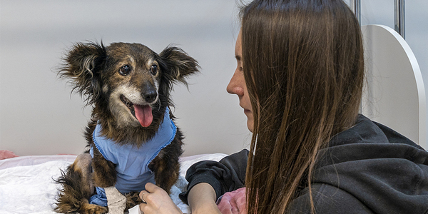Combo injection for canine sedation, pain relief OKed by FDA