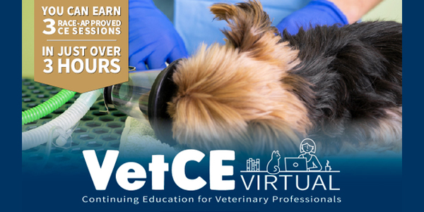 Anesthesia focus of upcoming VetCE Virtual event