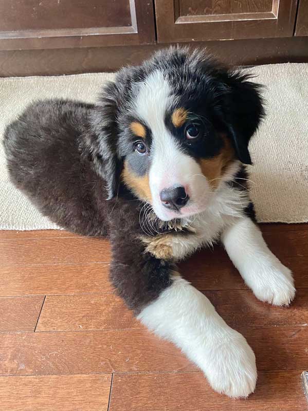Photos courtesy Allison Wara Conversations about general nutrition should begin at the first puppy and kitten wellness examination. This enables the pet owner to learn and integrate healthy habits early on, setting the patient up for success. Photos courtesy Allison Wara
