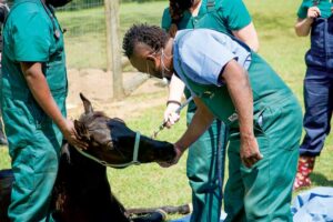 Dr. Hodges of Critter Fixers checks in on Spartan the colt as he begins to wake up from his sedation. Photos Courtesy National Geographic/Sean Grevencamp