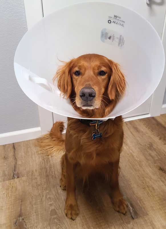 Photos courtesy Kendra Freeman The traditional E-collar remains a staple of surgical recovery so pets do not lick their incisions. Photos courtesy Kendra Freeman