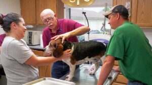 Dr. Pol administers antibiotics to a dog’s wound.