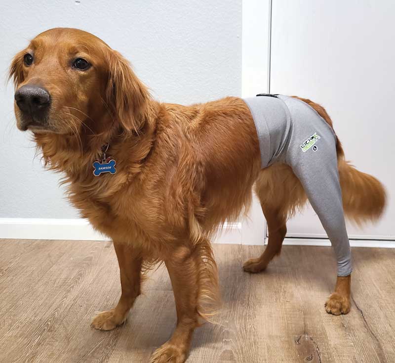 Some dogs may find more success with a lick sleeve when it comes to preventing access to incisions.