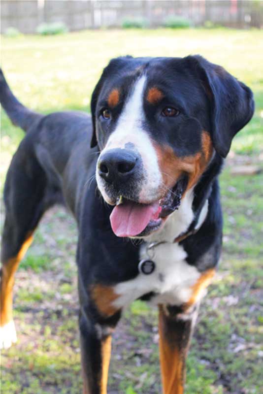 Assigning a body condition score to a patient requires both visual and tactical assessment. Pet owners can be trained to do this at home, enhancing our monitoring capacity in between appointments.