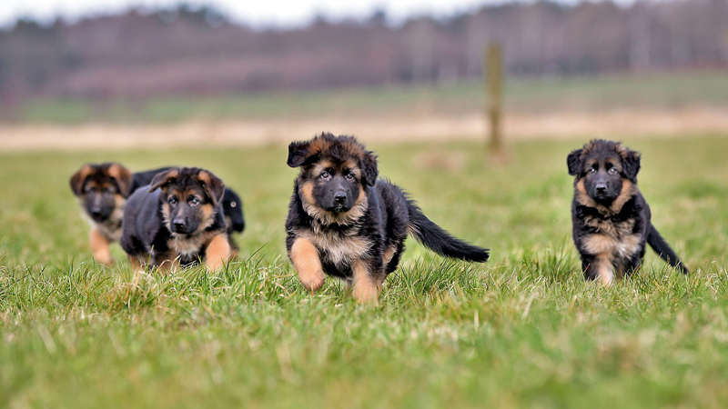 Researchers at Clemson University have developed a genetic test for German shepherds to help in predicting congenital idiopathic megaesophagus (CIM), an inherited disorder whereby a puppy develops an enlarged esophagus that impedes its ability to swallow.