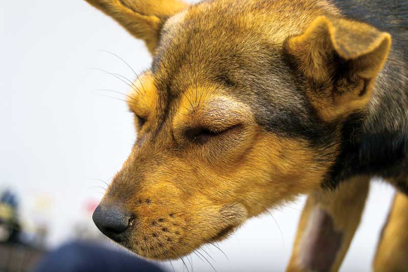 This dog is experiencing an anaphylactic reaction to a vitamin K injection. Anaphylactic shock symptoms can include GI signs, cardiovascular problems, neurological signs, respiratory distress, and cutaneous inflammation.