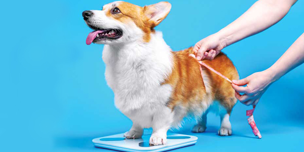 Why going beyond Body Condition Scoring can help overweight canines