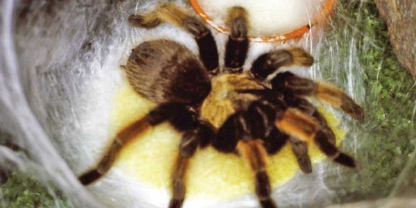 Got spiders? An overview of potential invertebrate patients