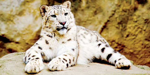 COVID vaccine protects global zoo animals