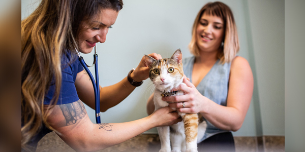 500,000-pet milestone achieved by insurance group