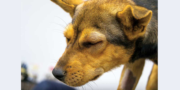 How techs can identify, treat anaphylaxis