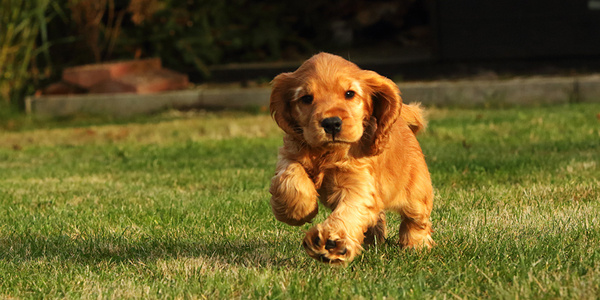 Adoption surge leads to continued growth in pet insurance sector