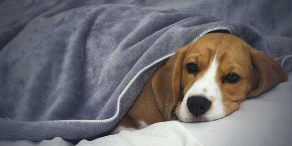 Seize and de-cyst canine furcations