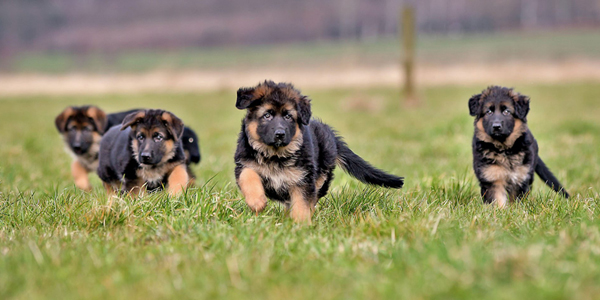 Severe canine digestion disorder predicted via genetic test