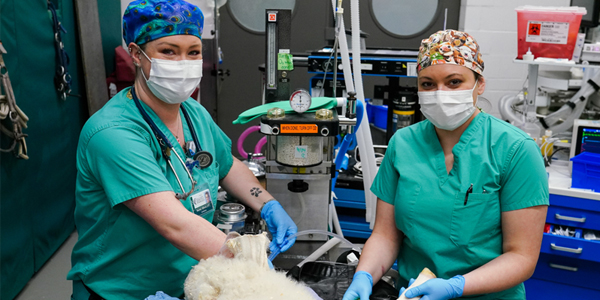 LVT preceptorship program expands at Cornell