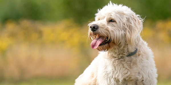 Pet cancer research campaign to match donations