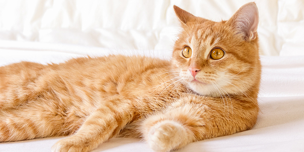 Don’t forget massage for arthritic pets