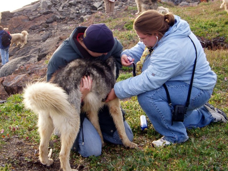Volunteer veterinarians and fourth-year students at the Atlantic Veterinary College (AVC) are gearing up to travel north, where they will provide free care to dogs living in Canada’s remote communities.