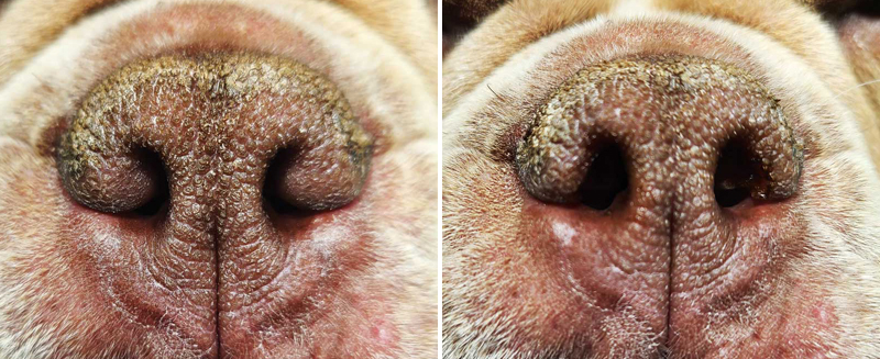 Brachycephalic surgery shop