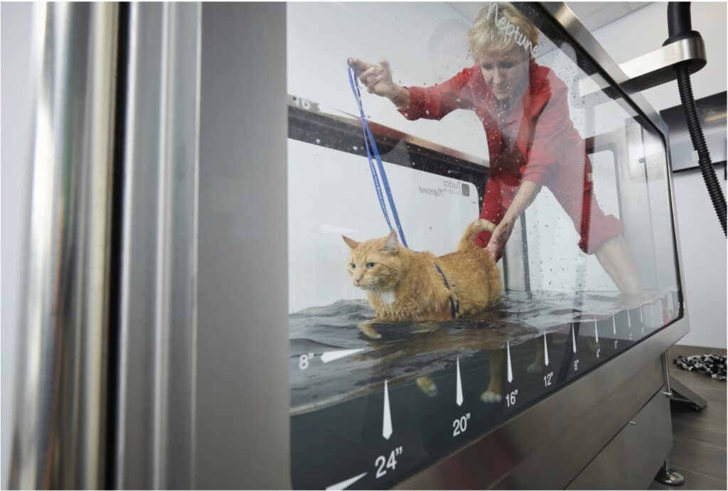 Rehabilitative care for senior pets