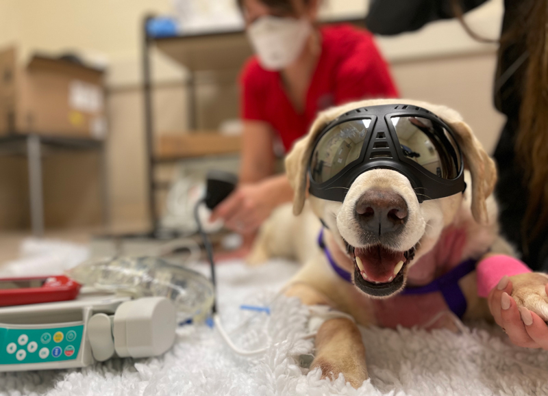 Photo by the Ontario Veterinary College