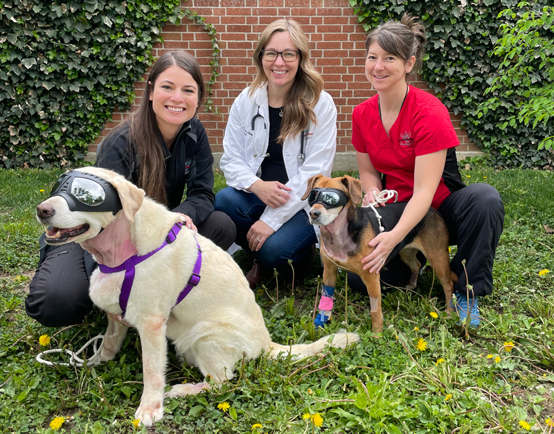 OVC’s Veterinary Innovation/Clinical Trials team (from left): Charly McKenna (research manager, OVC Clinical Trials and Veterinary Medical Innovation Platform); Michelle Oblak, DVM, DVSc., DACVS (veterinary surgeon oncologist, associate professor of soft tissue and oncologic surgery in OVC’s Department of Clinical Studies, and the Animal Health Partners Research Chair in Veterinary Medical Innovation); and Natalie Mashtaler (research technician, OVC Clinical Trials).