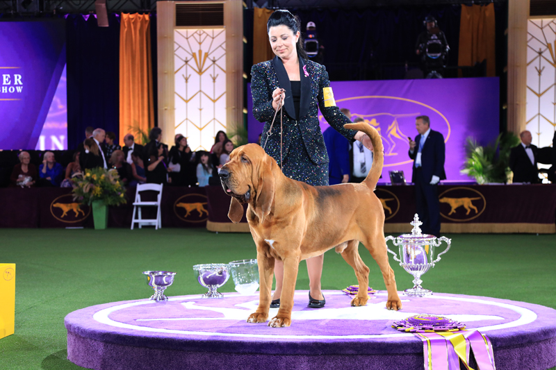 Image of a prestigious dog show event from the Westminster Dog Show of this year