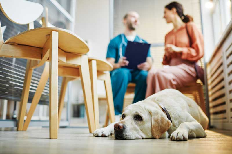 Pets are increasingly considered members of the family. Many people are expressing a desire to use more sustainable and environmentally pet products.