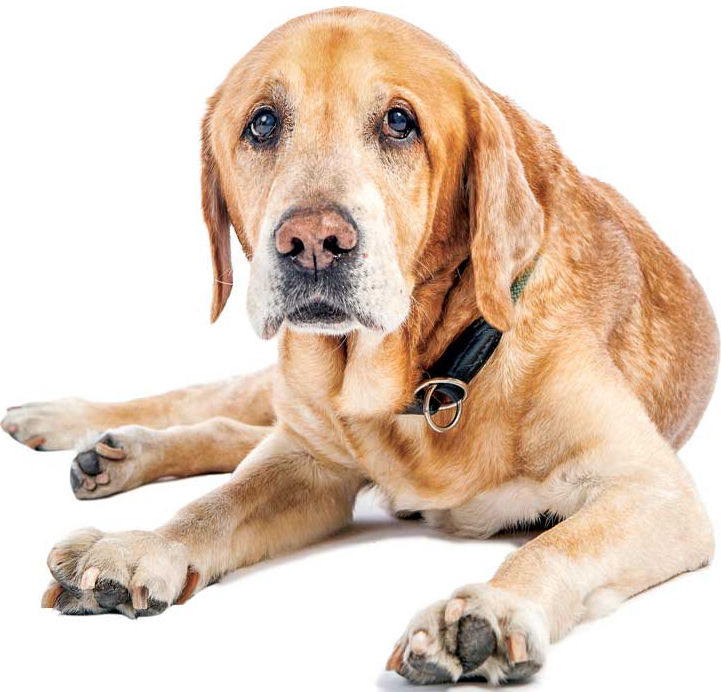 Are 'dog years' for real? An explanation of calculating canine age