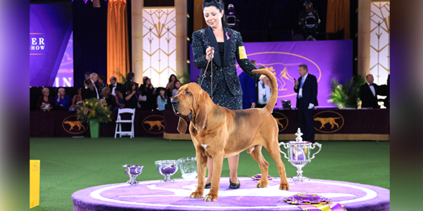 Bloodhound named top dog at Westminster