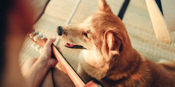 Does music have a calming effect on pets?