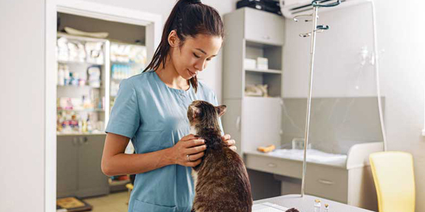 Tempting cat owners into your clinic with technology