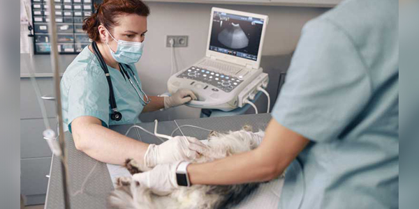 Managing urinary obstruction in cats