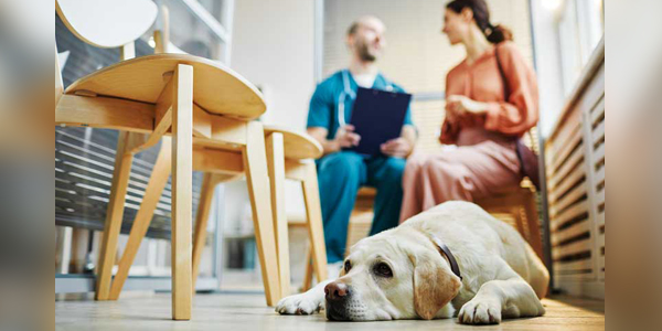 How 'going green' impacts veterinarians