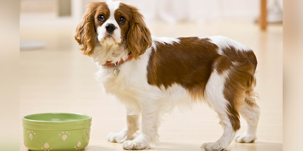 Safe pet food handling misunderstood by many owners